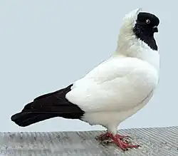 Jeptiška