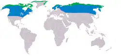 Rozšíření sovice sněžní (zeleně hnízdiště, modře zimoviště)