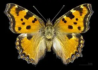 ♂