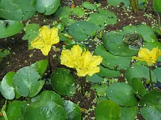 Nymphoides peltata