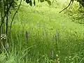 Vstavač nachový (Orchis purpurea) na lokalitě Milská stráň