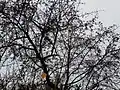 Pohled do koruny