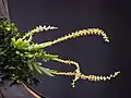 Oberonia japonica