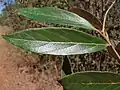 Listy Ocotea aciphylla
