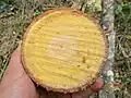 Řez kmenem Ocotea heterochroma