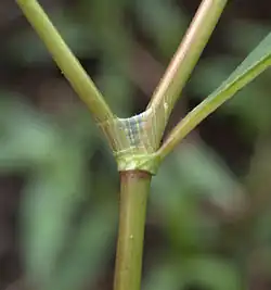 Botka rdesna červivce (Persicaria maculosa), vzniklá srůstem palistů