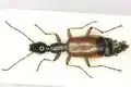 Odacantha melanura – střevlíček rákosní