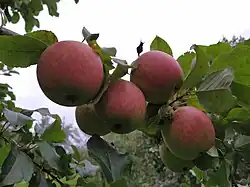 Jablka odrůdy Desert před sklizní