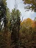 Odumírající strom ve Vlčí rokli
