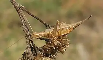Oecanthus pellucens - female