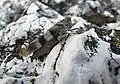 Saranče modrokřídlá (Oedipoda caerulescens) na Svatém kopečku