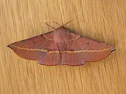 Můra Oenochroma vinaria