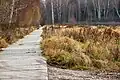 Cesta kolem rašeliniště