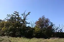 Okšovské duby
