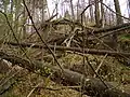 Les na severozápadním úbočí Stržového vrchu