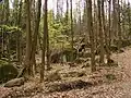 Jizerskohorské bučiny