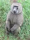 Pavián anubi