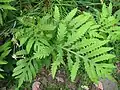 Onoklea citlivá (Onoclea sensibilis)