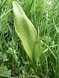 Hadilka obecná (Ophioglossum vulgatum)