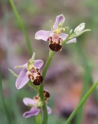 Ophrys apifera