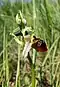 Ophrys holosericea