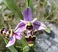 Ophrys scolopax, Orchidoideae