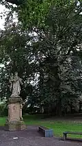 Buk u kostela Panny Marie v Opočně