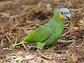 amazona amazonica