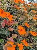 Thunbergia gregorii