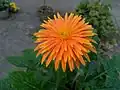 podčeleď Mutisioideae: gerbera