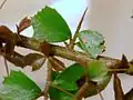 Slizoplod Pittosporum multiflorum