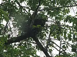 Hnízdo orangutana