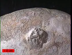 Cystaster stellatus z ordoviku