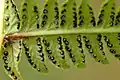 Výtrusné kupky pérnatce horského (Thelypteris limbosperma)