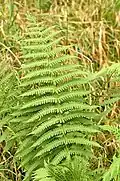 Pérnatec horský (Thelypteris limbosperma)