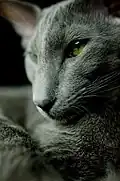 Zelené oči orientální kočky