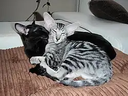 Orientální kočka ve zbarvení stříbřitá černě mramorovaná a černá tzv. ebony