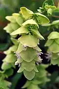 Origanum acutidens