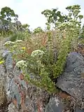 Origanum onites