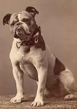 Maskot Yale College, 1889