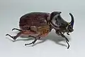 Nosorožík kapucínek (Oryctes nasicornis)