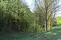 Osinalické bučiny z východu