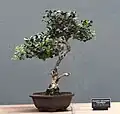 Vonokvětka cesmínolistá v kultivaru 'Rotundifolius' jako bonsai
