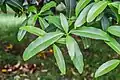 Listy Osmanthus yunnanensis