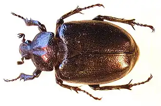 Páchník hnědý (Osmoderma barnabita)
