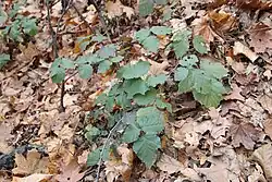 Ostružiník maliník (Rubus idaeus Linné)