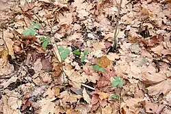 Ostružiník maliník (Rubus idaeus Linné)