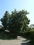 Lípa pod kostelem