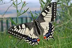 otakárek fenyklový (Papilio machaon)