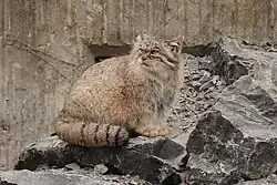 Manul ze zoologické zahrady v Curychu